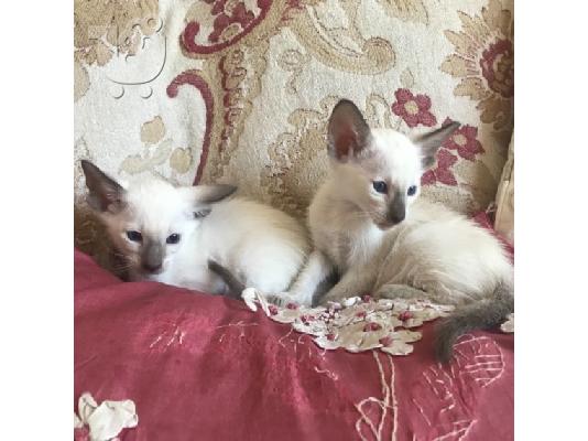 PoulaTo: Siamese γατάκι